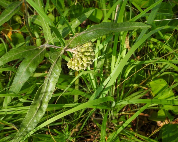 Asclepias Viridiflora Zielony Mleczko Rdzenny Północnoamerykański Dziki Kwiat — Zdjęcie stockowe
