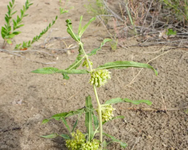 Asclepias Viridiflora Milkweed Verde Native North American Wildflower — Foto Stock