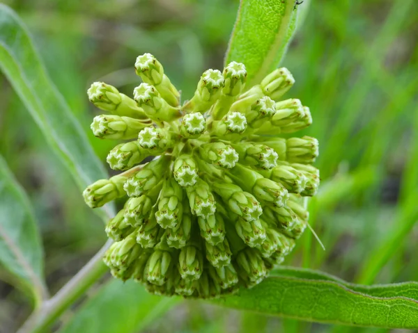 Asclepias Viridiflora Green Milkweed Flor Silvestre Nativa Norte Americana — Fotografia de Stock
