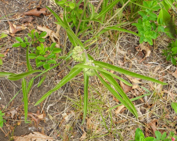 Asclepias Vijbellflora Зеленый Молочник — стоковое фото