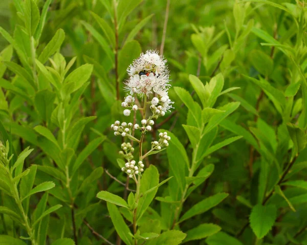Spiraea Alba Biały Meadowsweet Rdzenny Północnoamerykański Wildflower — Zdjęcie stockowe