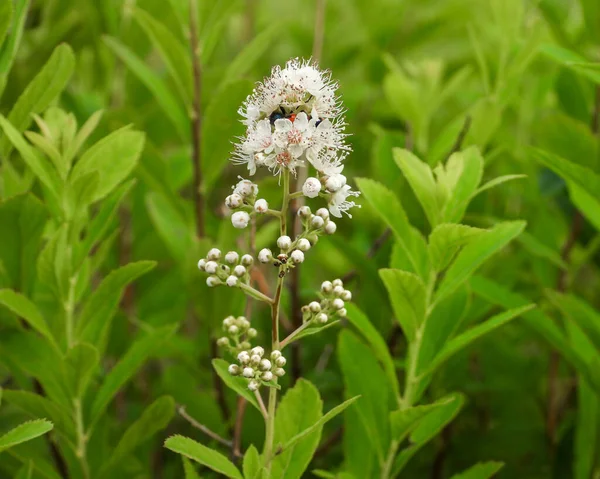 Spiraea Alba Fehér Meadowsweet Őshonos Észak Amerikai Vizes Élővilág Wildflower — Stock Fotó