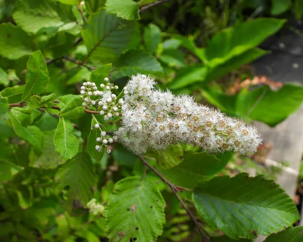 Spiraea Alba White Meadowsweet Terres Humides Indigènes Amérique Nord Fleurs — Photo