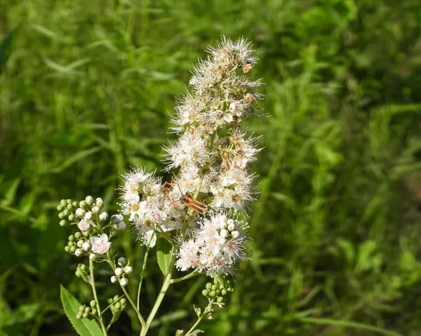 Spiraea Alba White Meadowsweet Native North American Wetland Wildflower — Stock fotografie