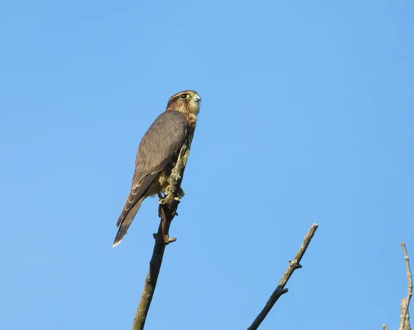 Merlin Falco Columbarius Nordamerikanischer Falke — Stockfoto