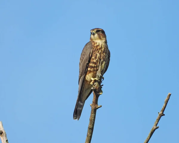Merlin Falco Columbarius Nordamerikanischer Falke — Stockfoto