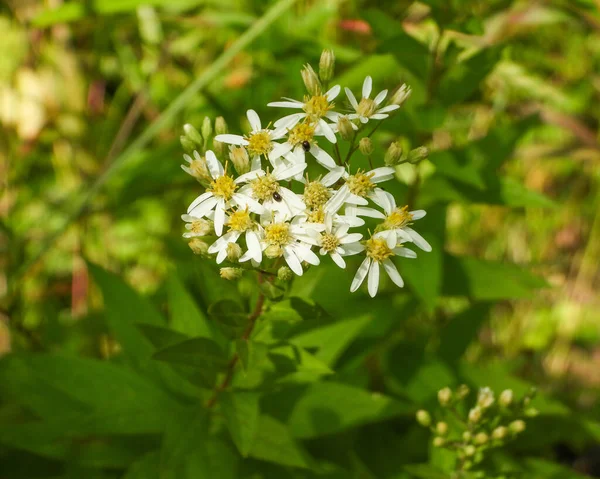Doellingeria Umbellata Flat Topped White Aster Native North American Wildflower — Foto de Stock