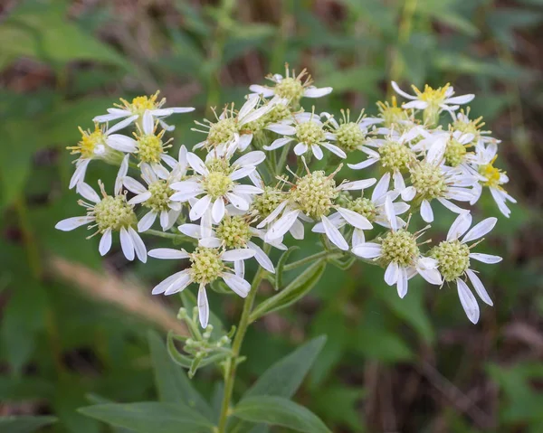 Doellingeria Umbellata Flat Topped White Aster Native North American Wildflower — Stock fotografie