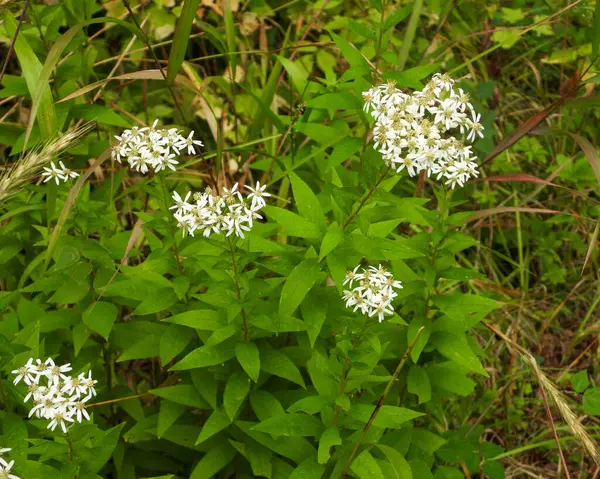 Doellingeria umbellata (Düz Tepeli Beyaz Aster) Kuzey Amerika yerlisi Yaban Çiçeği