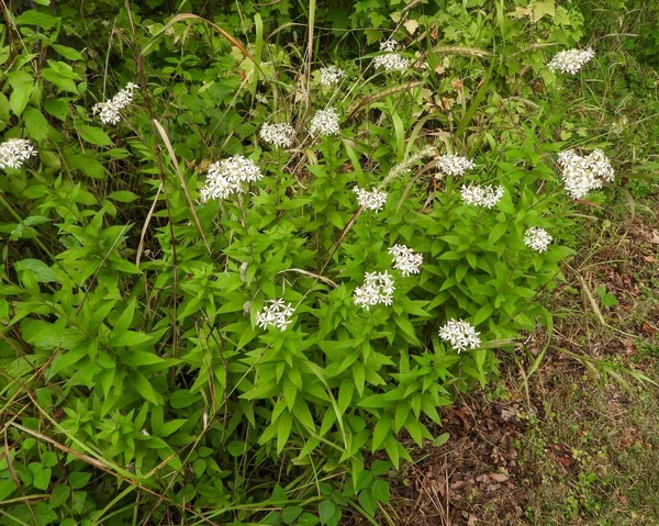 Doellingeria Umbellata Flat Topped White Aster Native North American Wildflower — Stock Photo, Image