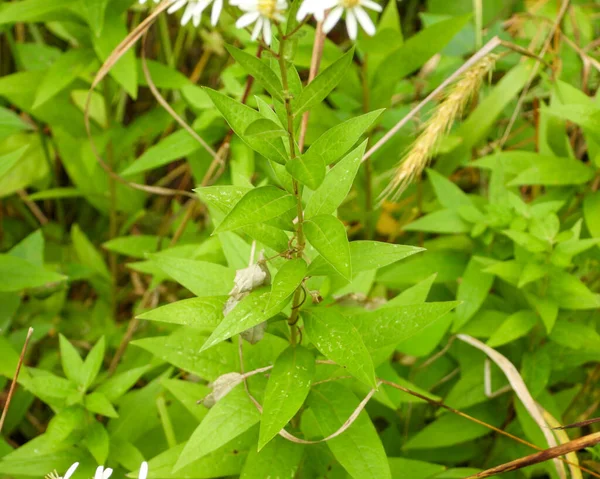 Doellingeria Umbellata Flat Topped White Aster Native North American Wildflower — Stock fotografie