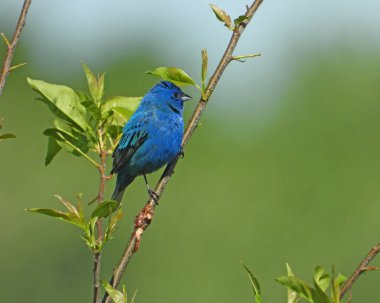 Indigo Bunting (Passerina siyanea) Kuzey Amerika Songbird