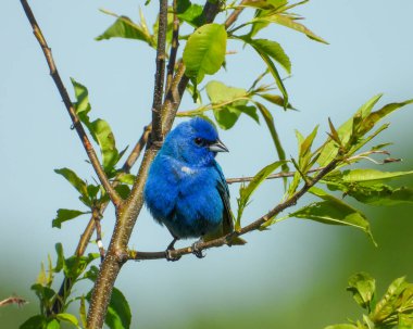 Indigo Bunting (Passerina cyanea) North American Songbird clipart