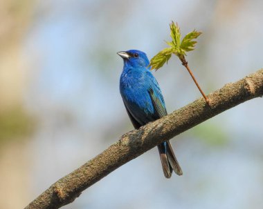 Indigo Bunting (Passerina siyanea) Kuzey Amerika Songbird