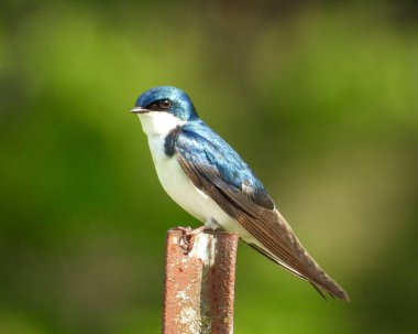 Ağaç Kırlangıcı (Tachycineta bicolor) Kuzey Amerika Kuşu