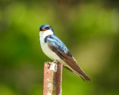 Ağaç Kırlangıcı (Tachycineta bicolor) Kuzey Amerika Kuşu