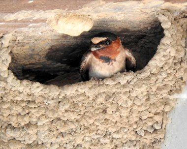 Cliff Swallow (Petrochelidon pyrrrhonota) Illinois 'deki Emiquon Doğa Koruma Alanında Kuzey Amerika Kuşu