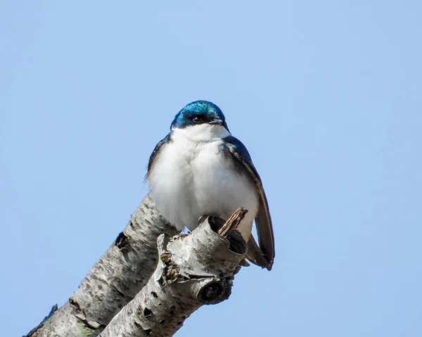 Tree Swallow Tachycineta Bicolor North American Bird — Stock Photo, Image