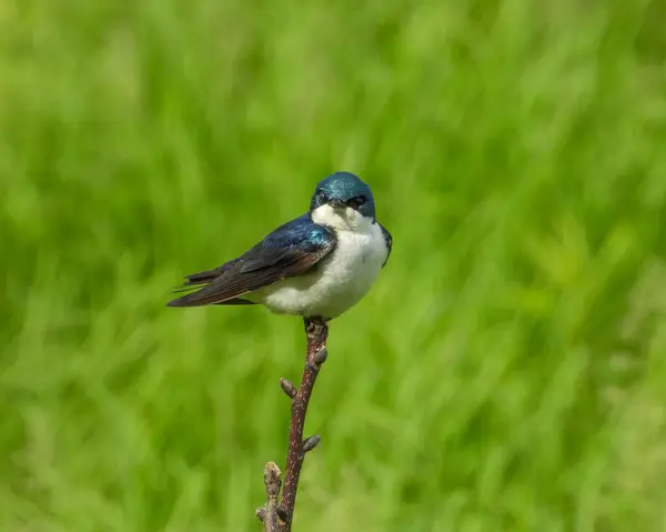 Tree Swallow Tachycineta Bicolor North American Bird — Stock fotografie