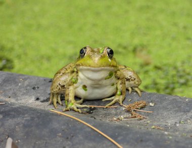 Green Frog (Lithobates clamitans) North American Amphibian  clipart