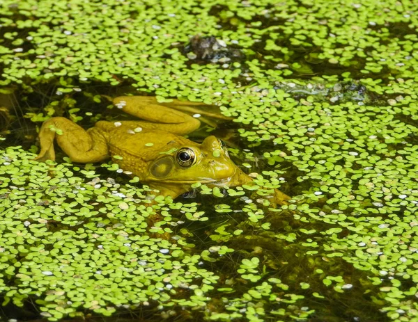 Grüner Frosch Lithobates Clamitans Nordamerikanische Amphibie — Stockfoto