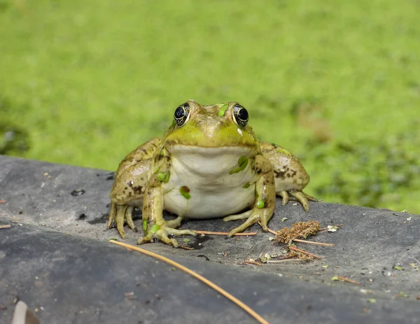 Yeşil Kurbağa (Lithobates clamitans) Kuzey Amerika Amfibileri 