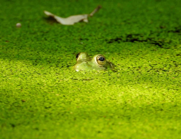 Grüner Frosch Lithobates Clamitans Nordamerikanische Amphibie — Stockfoto