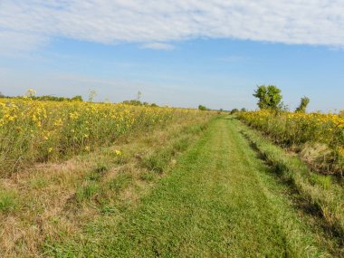 Mavi Gökyüzü Arkaplanlı Doğa Yolu 