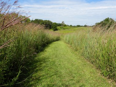 Mavi Gökyüzü Arkaplanlı Doğa Yolu 