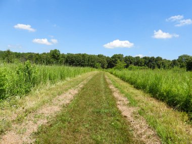 Mavi Gökyüzü Arkaplanlı Doğa Yolu 