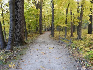 Orman Ormanı Doğa Yolu