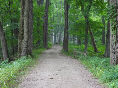 Orman Ormanı Doğa Yolu