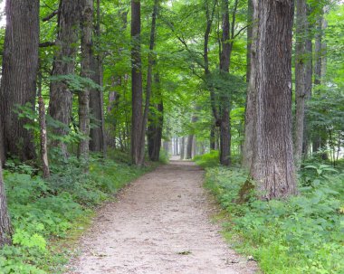 Orman Ormanı Doğa Yolu