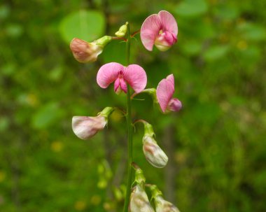 Lathyrus Sylvestris (Dar Bırakılmış Sonsuz Bezelye) Pembe Yaban Çiçeği