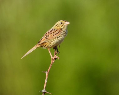 Henslow 'un Serçesi (Centronyx henslowii) Kuzey Amerika Otlağı Kuşu