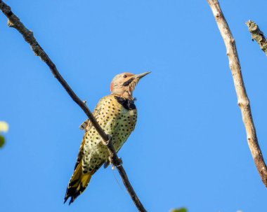 Kuzey Titrek (Colaptes auratus) Kuzey Amerika Ağaçkakanı