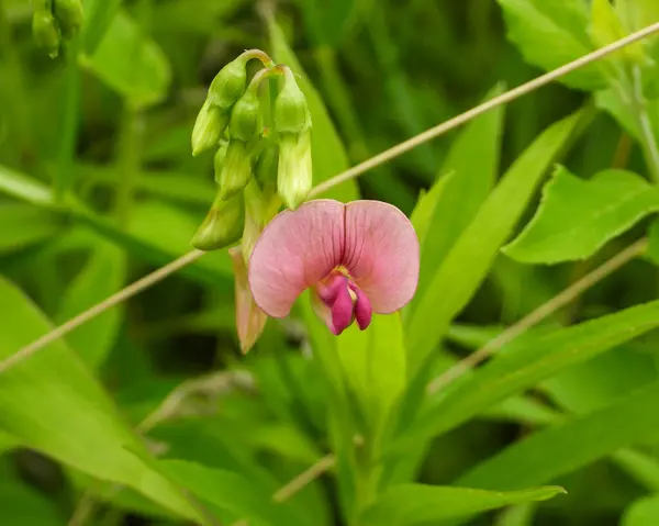 Lathyrus Sylvestris Narrow Leaved Everlasting Pea Pink Wildflower — Stock Photo, Image