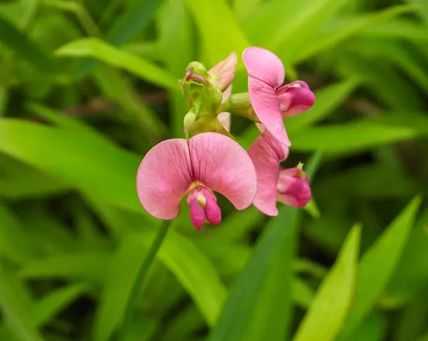 Lathyrus Sylvestris Guisante Eterno Hoja Estrecha Pink Wildflower — Foto de Stock