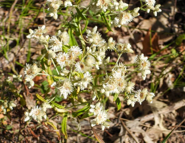 Pseudognafhalium Obtusifolium Tatlı Sonsuz Kuzey Amerika Nın Doğal Kır Çiçeği — Stok fotoğraf
