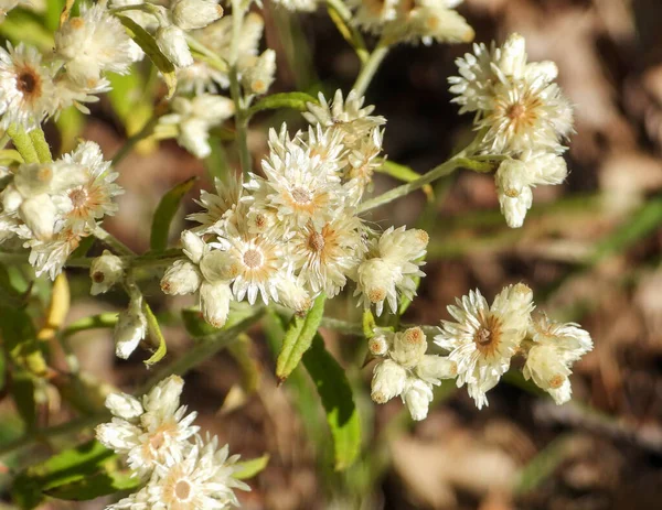 Pseudognaphalium Obtusifolium Sweet Everlasting Native North American Prairie Wildflower — Stock fotografie