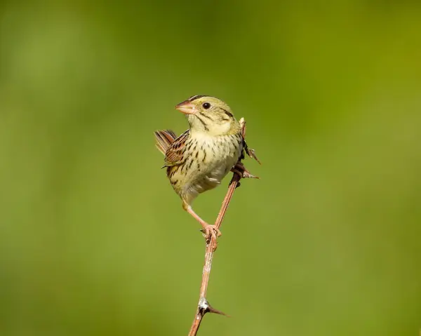 Henslow Sparrow Центронікс Курейлоуї Північноамериканський Grassland Bird — стокове фото