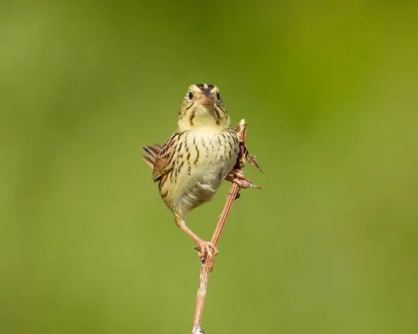 Henslow Serçesi Centronyx Henslowii Kuzey Amerika Otlağı Kuşu — Stok fotoğraf