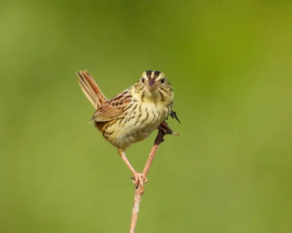 Henslow Sparrow Centronyx Henslowii North American Grassland Bird Stock Image