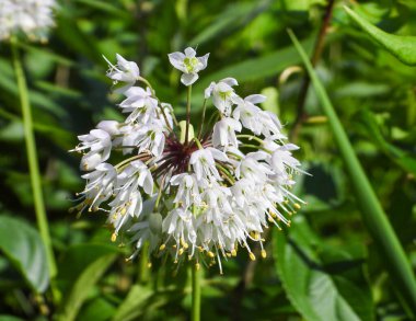 Allium cernuum (Vahşi Soğan) Kuzey Amerika yerlisi Yabani Çiçek