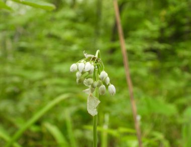 Allium cernuum (Vahşi Soğan) Kuzey Amerika yerlisi Yabani Çiçek