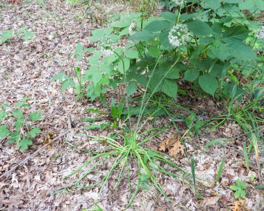 Allium cernuum (Vahşi Soğan) Kuzey Amerika yerlisi Yabani Çiçek