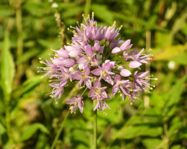 Allium cernuum (Vahşi Soğan) Kuzey Amerika yerlisi Yabani Çiçek