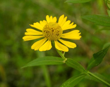 Helenyum sonbaharı (Hapşırık) Doğal Kuzey Amerika Yaban Çiçeği