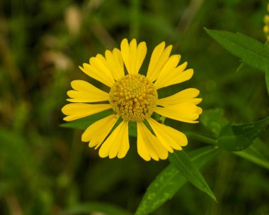 Helenyum sonbaharı (Hapşırık) Doğal Kuzey Amerika Yaban Çiçeği