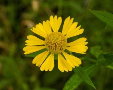 Helenyum sonbaharı (Hapşırık) Doğal Kuzey Amerika Yaban Çiçeği